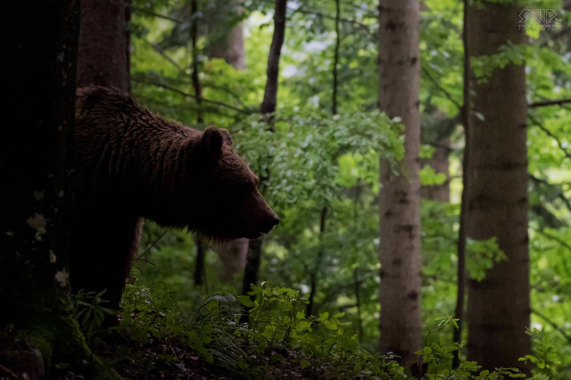 Notranjska - Brown bear  Stefan Cruysberghs